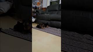 Yorkshire Terrier Puppies Yorkshire Terrier Puppies