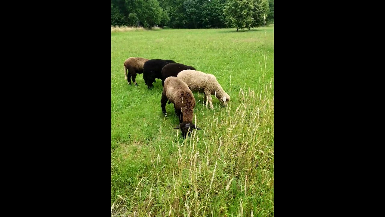 Zukunft Wolle und super Schaf 