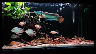 Amazing Channa Barca Fish Tank | Beautiful Snakehead in Aquarium