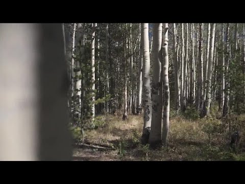 वीडियो: कोलोराडो में ऐस्पन के पेड़ क्या मार रहे हैं?