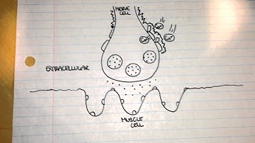 Synaptic Communication