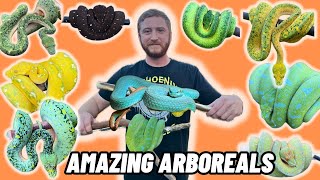 A Private Tour Of The Most EPIC Reptile Collection! Some of the BEST reptiles in the WORLD
