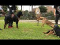 APBT Descendiente & Rottweiler Junto a Dogo Argentino y  Bandog