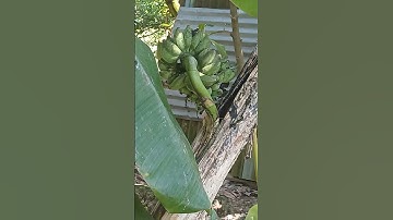 Độc lạ miền tây, chuối trổ giữa thân #relaxingmusic #relaxing #nature #relaxgarden