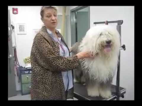 Linda Kay Grooming -- Extreme Doggie Makeover -- T...