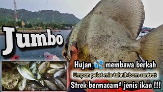 Spot potensial di banyuwangi ! Ga perlu ke tengah laut | udah strek bermacam macam jenis ikan