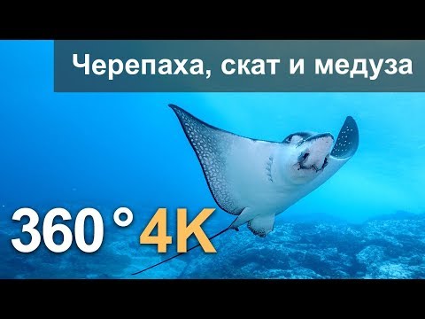 360°, Дайвинг с черепахой, скатом и медузой. 4К подводное видео. Русская озвучка