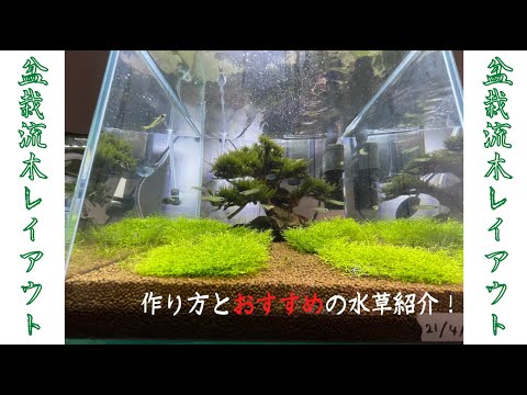 盆栽流木レイアウトに挑戦! hqdefault