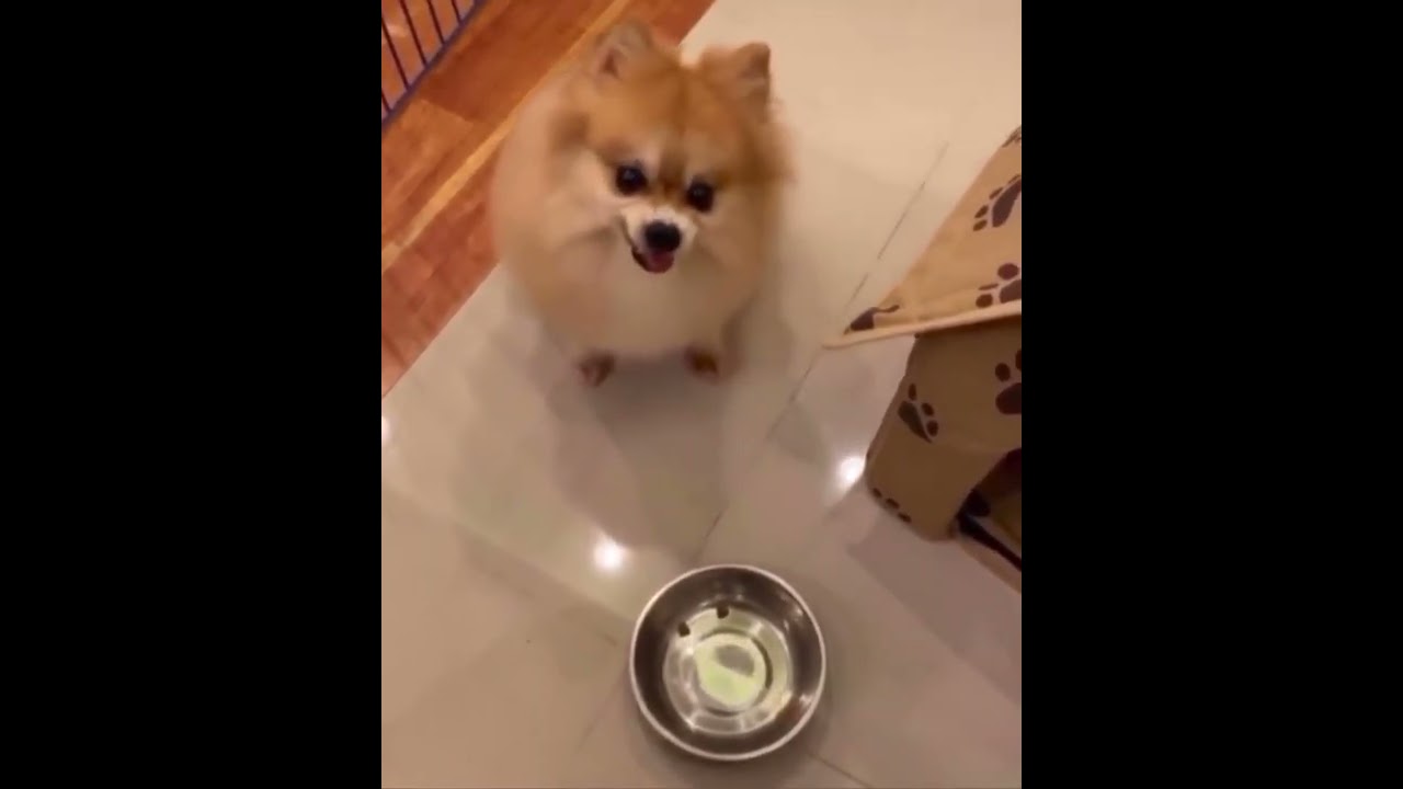 Pomeranian Gets Two Pieces Of Food Then Angry