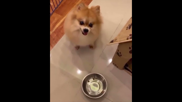 Pomeranian gets two pieces of food then gets angry