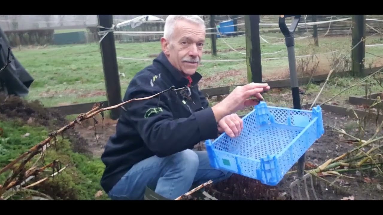 Knollenziest pflanzen, pflegen, verwenden.