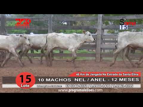 LOTE 15