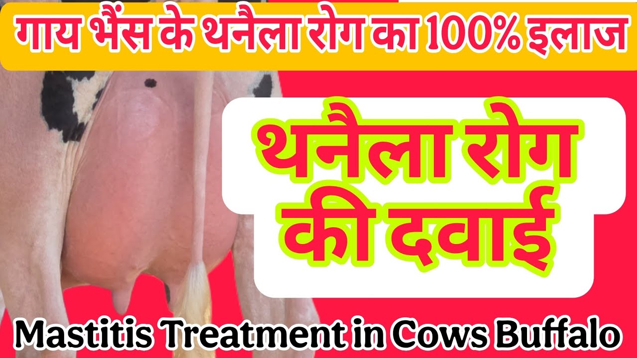 गाय भैंस के थनैला रोग का 100% इलाज | MastitisTreatmentincowsBuffalo
