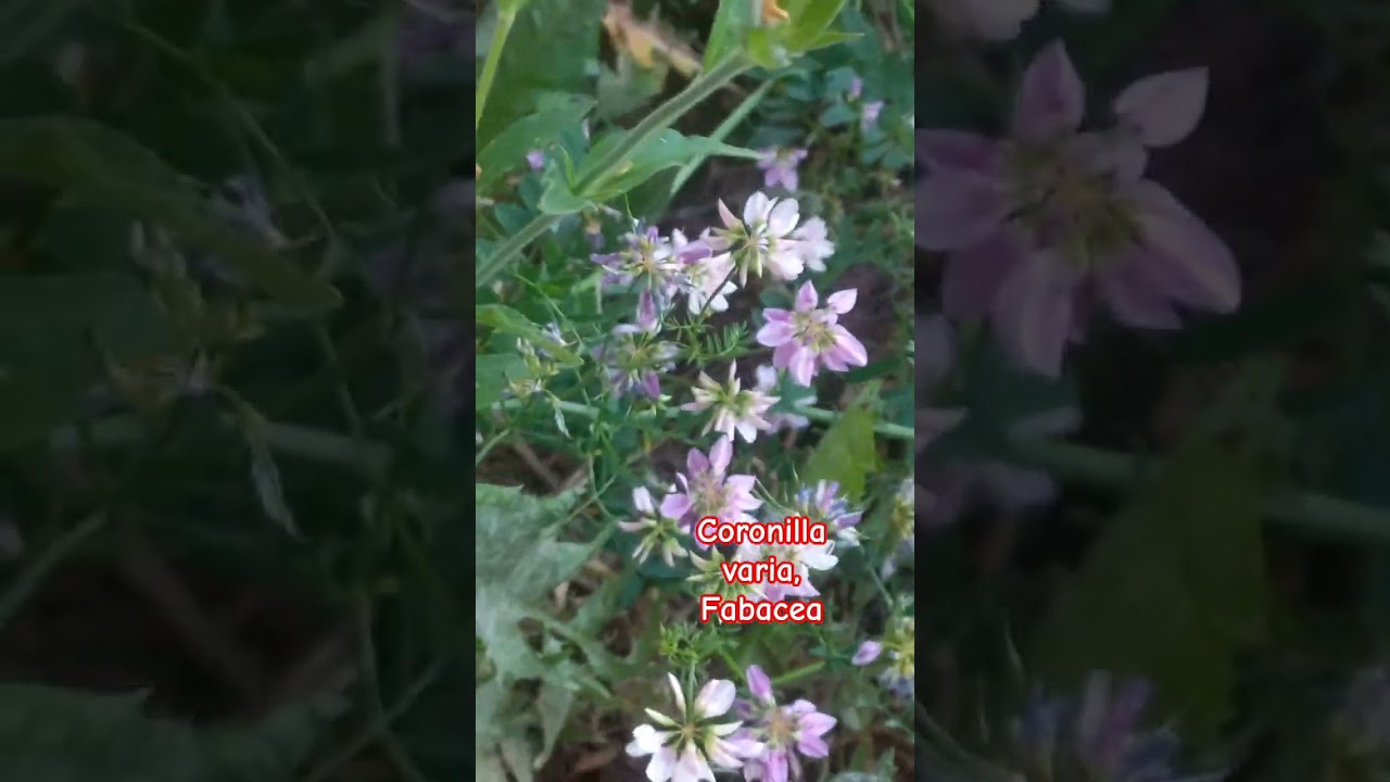 Bumblebee on Coronilla varia, Tereschenkivska Street, Kyiv, Ukraine. Терещенківська, Київ, Україна.