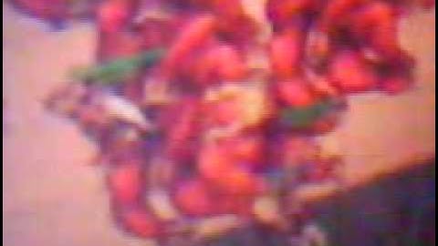 open tibia hero hunting