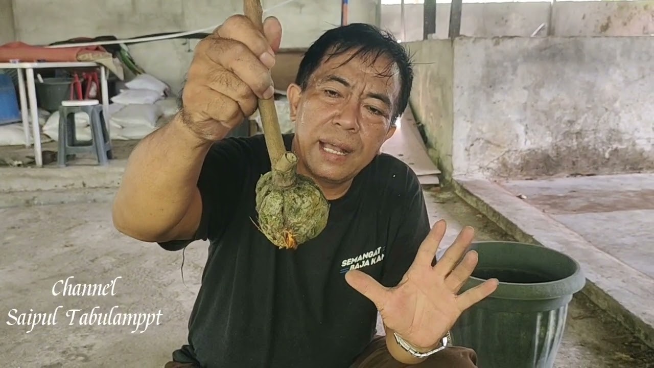 BEBERAPA PERLAKUAN POTONG DAN TANAM CANGKOKAN AGAR TIDAK STAKNAN ATAU MATI