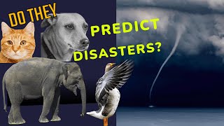 Can Animals Predict Disasters?