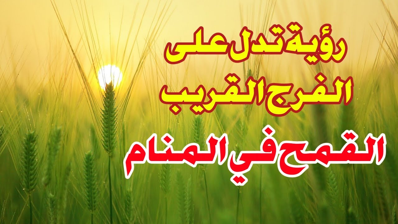 تفسير رؤية القمح في المنام وهل تدل على الفرج القريب أبشر لو رأيت هذه الأحلام