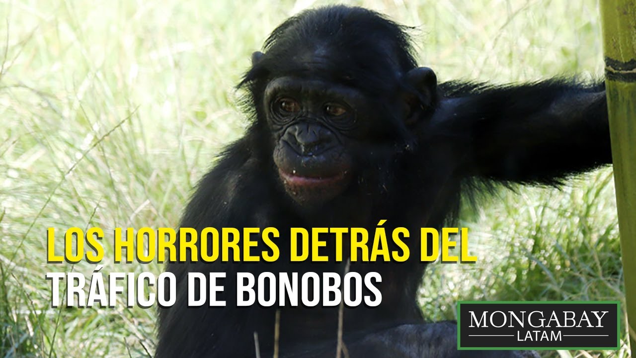 Muñeco Mono Jolly Chimp Edición Embrujada Vintage Mono de Platillos  Decoración Gótica Escalofriante Coleccionable - Etsy México, image size:1280x720