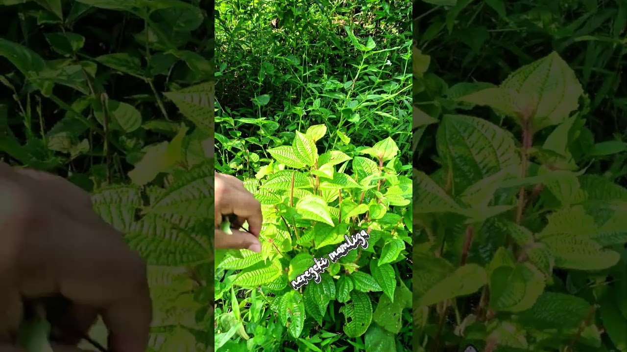 memetik poh-pohan #shorts #budidayatanaman #viral #sayuran #lalapan #pertanian #berkebun #garden