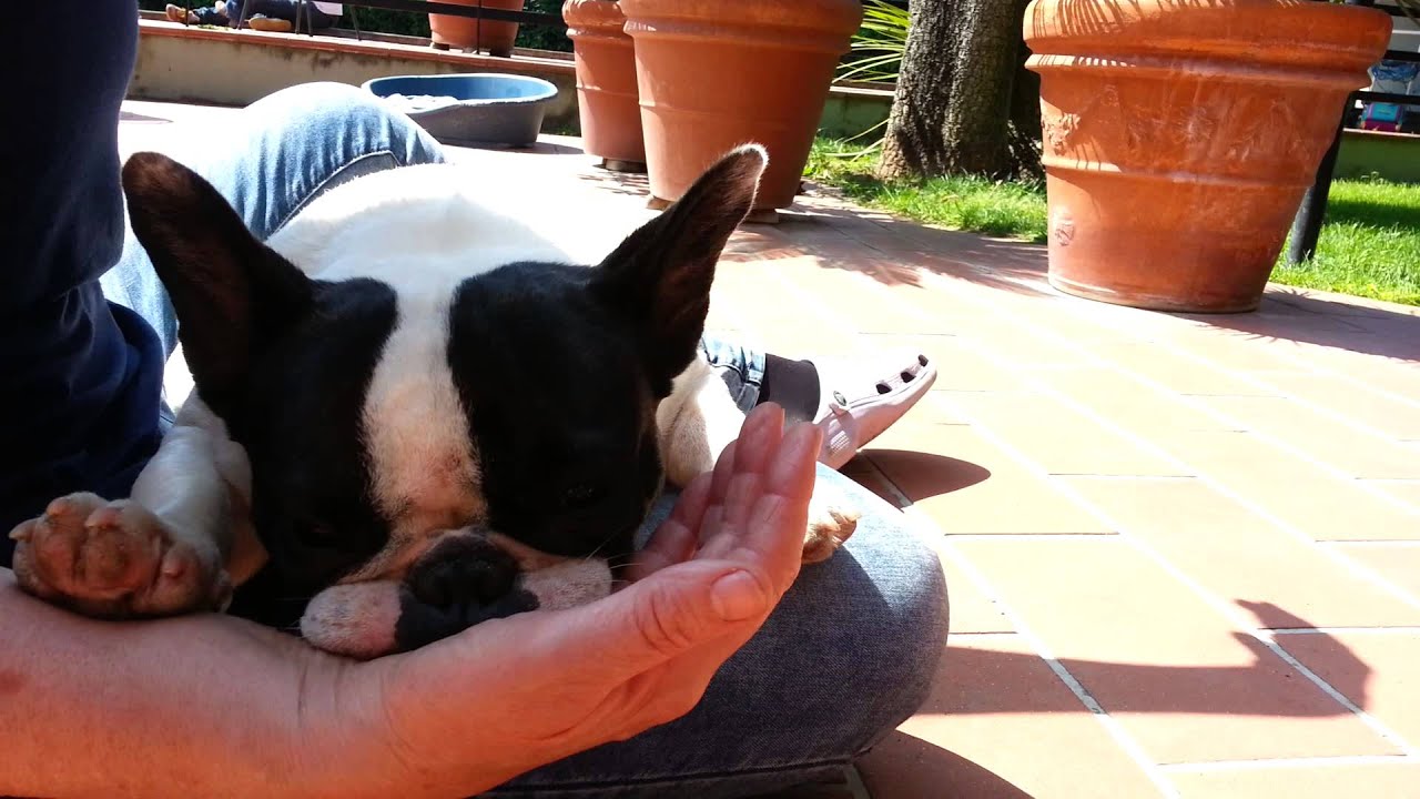 Lovely Bouledogue Français YouTube