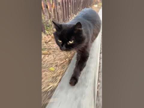 ЧОРНИЙ КІТ 🐈‍⬛ Прогулянка кота #кіт #чорнийкіт #прогулянка - YouTube