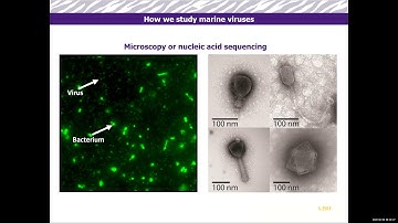 LSU CC&E Micro Course: Microbes in the Environment, Pt II