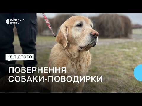 Два роки пошуків: житель Новомосковська знайшов свою собака-поводирку