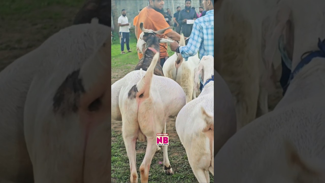 Super Heavy Goats 😍 