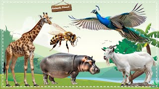 A Compilation of Amazing Animal Sounds and Videos: Giraffe, Peacock, Bee, Hippopotamus, Goat