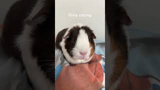 How to get slim and tall without any exercise funny memes viral ytshorts cute guineapigs