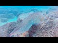 Relaxing Video - Diving in Fujairah UAE