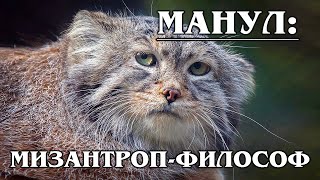 MANUL (PALLAS's CAT): a Steppe hermit with a thick coat