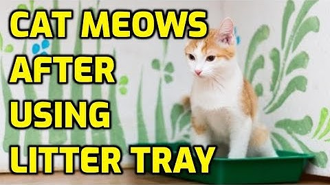 Why Does My Cat Cry When Using The Litter Box?
