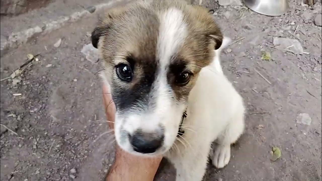 Bhakharwal Dog puppy Facts and Training How to Train Sheep dog Urdu