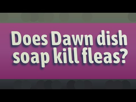 Vidéo: Le savon à vaisselle Dawn va-t-il tuer les puces ?