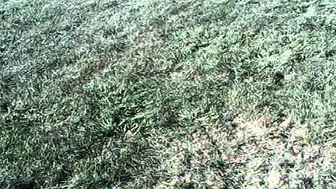 youtube trex 450 hovering practice