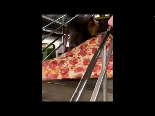 The Return of the Subway Pizza Rat class=