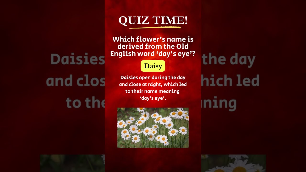 Did You Know 'Day's Eye Flower'? 