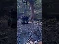 Melghat Tiger Reserve -Amravathi #shorts #nature #explore