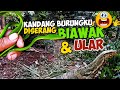 AVIARY LIARKU DISERANG ULAR DAN BIAWAK SEKALIGUS ..Saatnya kita sweeping...!!!