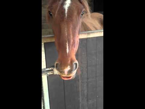 funny-horse-sticks-out-his-tongue