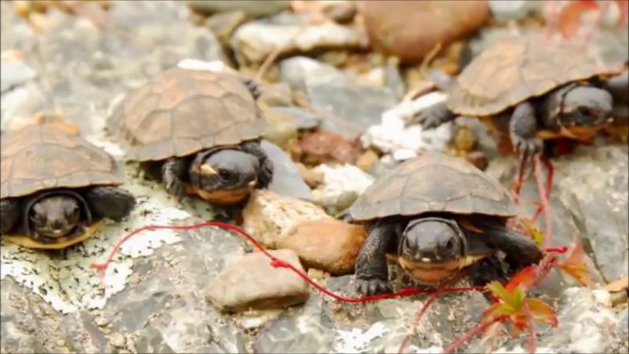 camera iphone 8 plus apk Barren Meadow Blanding's Turtles