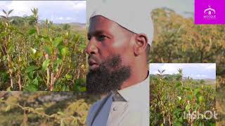 Shek abdosh aliyyi lolee Jira ifiitti hikkaasina