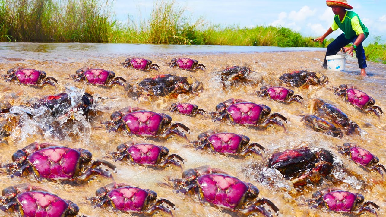 I Caught a lot of Crabs, Fishes Swimming In Flooding Near The Village!