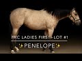 Lot #1 FRC Ladies First, Feather River College Production Horse Sale 2026