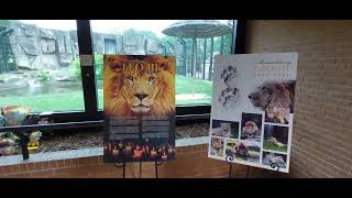 Beloved Lion Pes Away