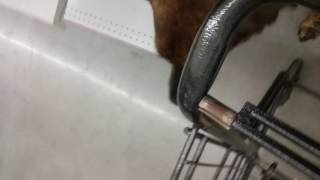 Service dog in family dollar