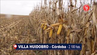 EN VENTA, 2.000 HAS. VILLA HUIDOGRO - CÓRDOBA -
