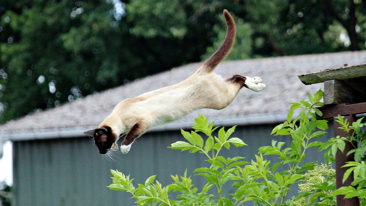 Best Cat Fails Compilation of 2020 😻 - YouTube